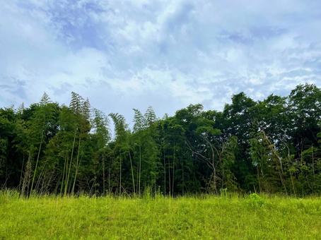 竹やぶと空 竹やぶと空の写真