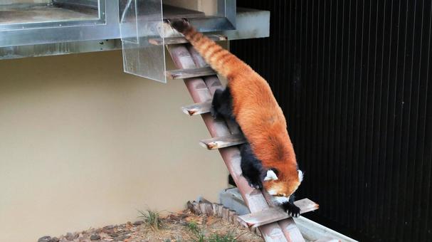 Summer vacation at the zoo. Even the red pandas are hot., JPG Summer vacation at the zoo. Even the red pandas are hot., JPG