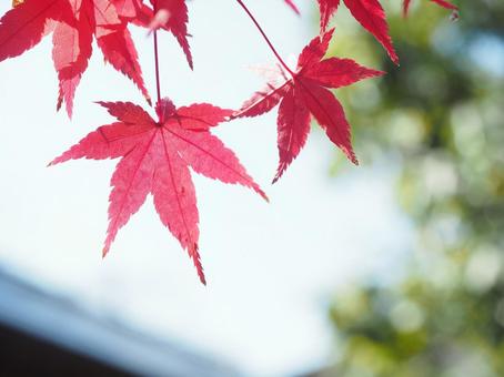 紅葉 紅葉の写真