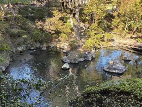 カモ カモ,かも,鳥の写真素材
