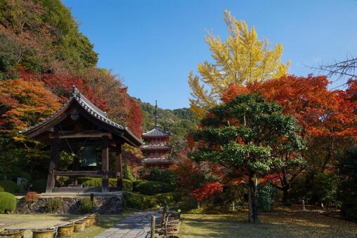 三室戸寺の紅葉 11月,秋,紅葉の写真素材