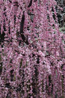 Photo, ume, flower, spring, 