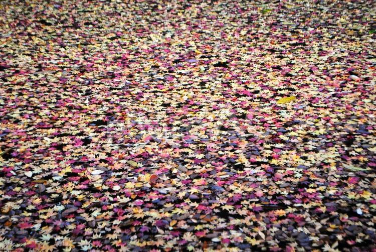 紅葉の絨毯　別所温泉にて 信州,上田市,別所温泉の写真素材