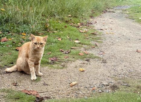 茶トラねこ 茶トラねこ ねこ,子猫,動物の写真素材