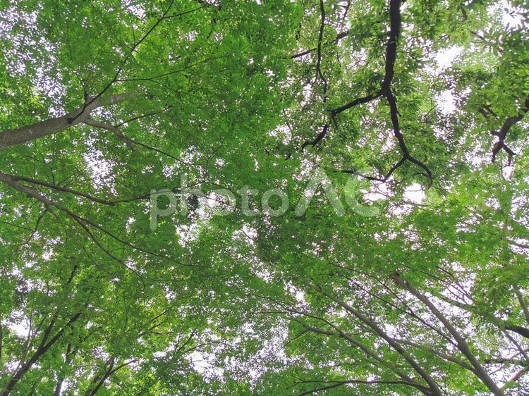 新緑と木漏れ日 木,自然,風景の写真素材