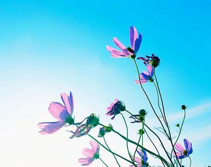 青空にのびのびと咲く秋桜 青空にのびのびと咲く秋桜の写真