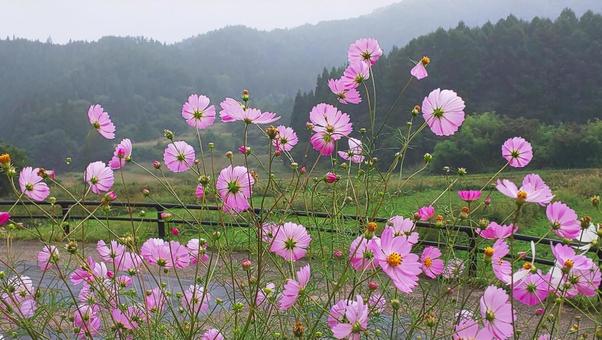 山里に咲くコスモス風景 山里に咲くコスモス風景 コスモス,秋,ピンクの写真素材