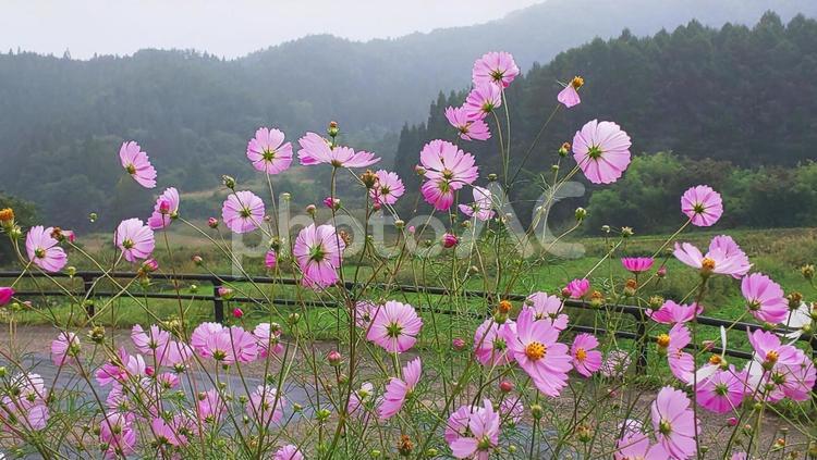 山里に咲くコスモス風景 コスモス,秋,ピンクの写真素材