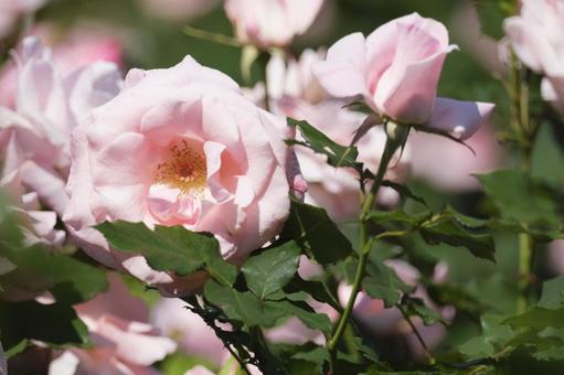 バラの花 バラの花の写真