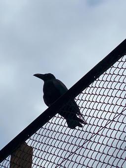 フェンスの上の黒影 フェンスの上の黒影 鳥,カラス,烏の写真素材