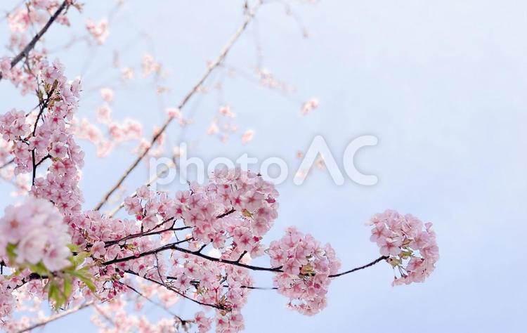 桜と青空　春のイメージ 桜,春,空の写真素材