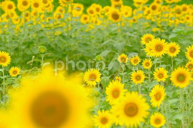 夏の満開の可愛いひまわり畑 ひまわり,ヒマワリ,向日葵の写真素材