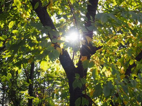 木漏れ日 木漏れ日の写真