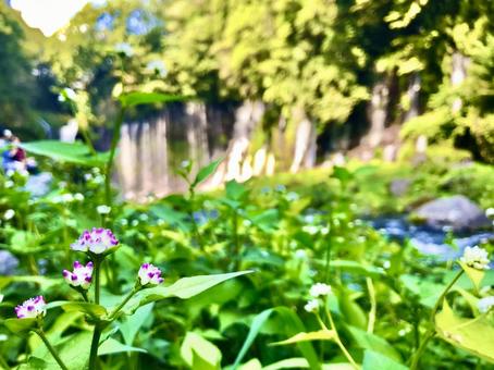 Waterfall Flower, JPG Waterfall Flower, JPG