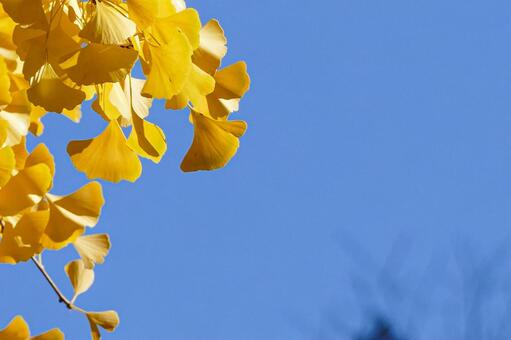 コントラスト鮮やかなイチョウと青空 イチョウ,銀杏,葉の写真素材