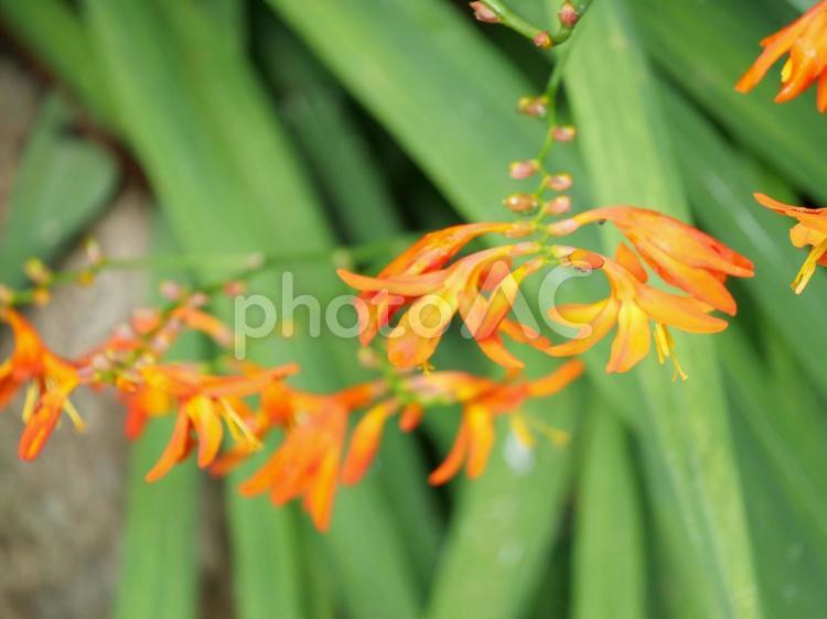 ヒメヒオギスイセン ひめひおぎすいせん,オレンジ,花の写真素材