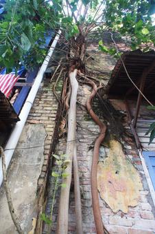 Photo, wood, banjumaru, root of a tree, 