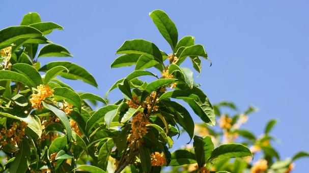 金木犀(キンモクセイ)の花と青空 金木犀(キンモクセイ)の花と青空 金木犀,花,秋の写真素材