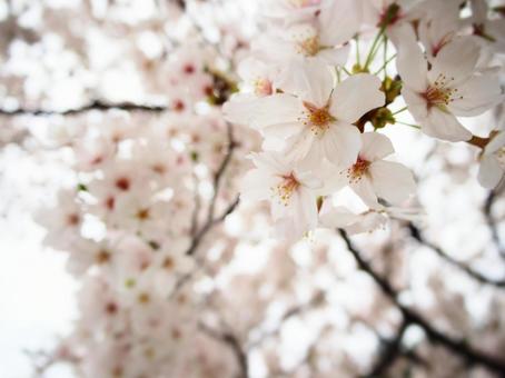 桜 桜の写真