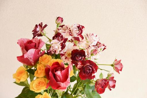 カラフルな薔薇 カラフルな薔薇 ピンク,黄色,絞りの写真素材
