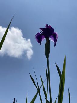 初夏の青空に映える紫色のハナショウブ 初夏の青空に映える紫色のハナショウブの写真