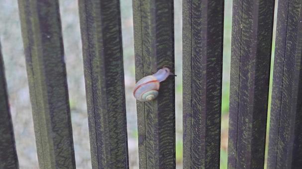 かたつむり かたつむりの写真