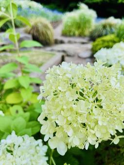 紫陽花 自然,景色,紫陽花の写真素材