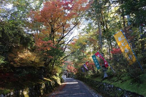 赤山禅院　参道 赤山禅院,参道,せきざんぜんいんの写真素材