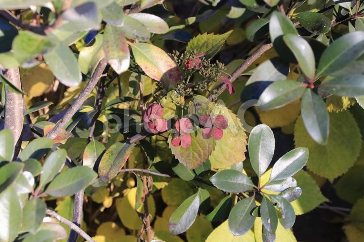 ガクアジサイ 額紫陽花,ガクアジサイ,町並みの写真素材