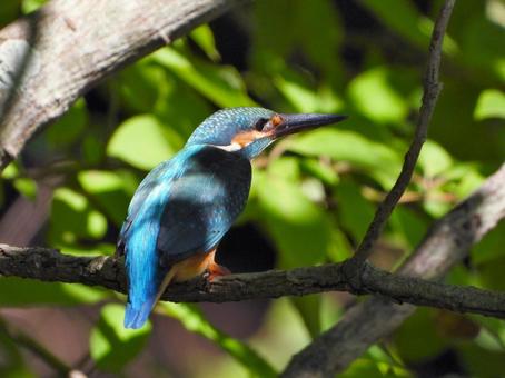 Kingfisher 2 perched on a shady branch, bird, kingfishers, wild bird, JPG