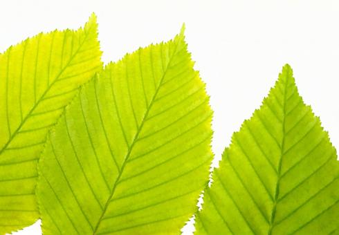 Photo, fresh green, green, leaf, 