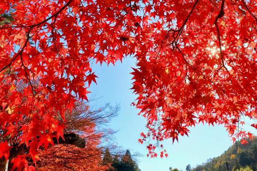 京都 嵐山の紅葉 京都 嵐山の紅葉の写真