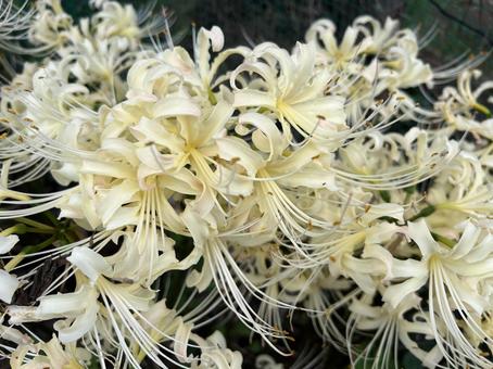 秋の花壇に咲く白いヒガンバナ、曼珠沙華 秋の花壇に咲く白いヒガンバナ、曼珠沙華 彼岸花,白,花の写真素材