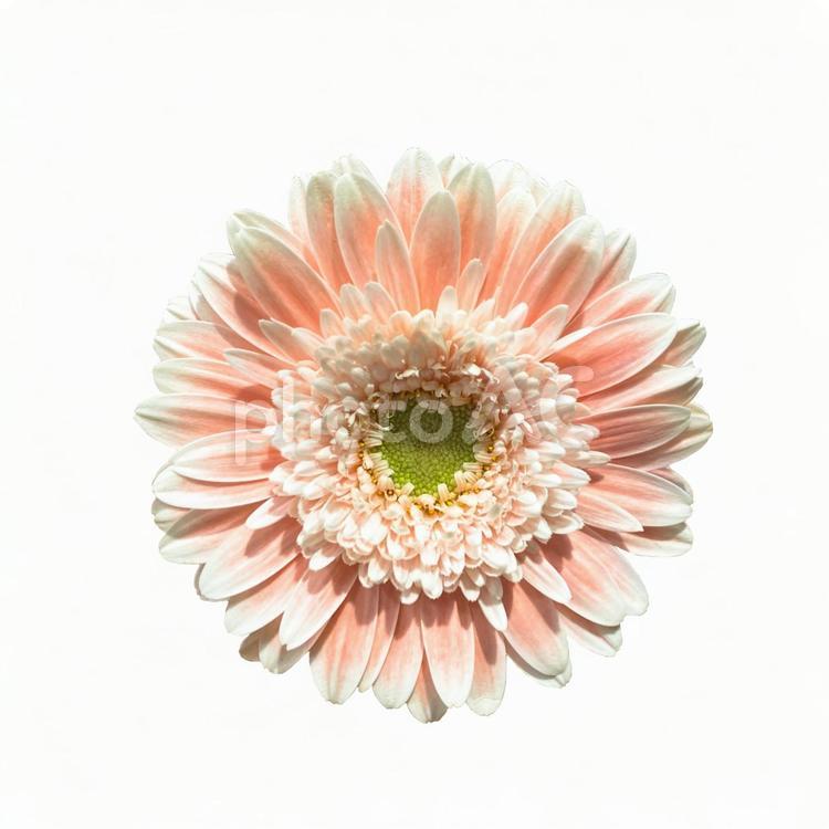 画像素材　ガーベラ　ピンク ガーベラ,ピンク,切り抜きの写真素材