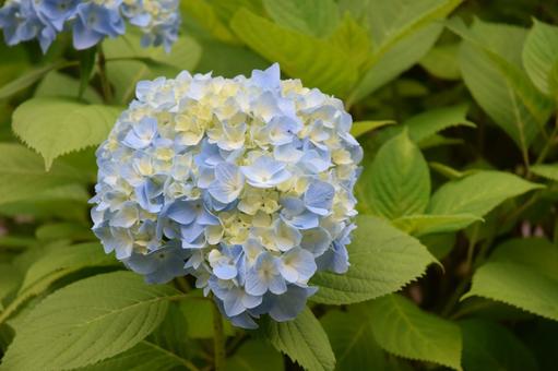 Photo, hydrangea, flower, plant, 