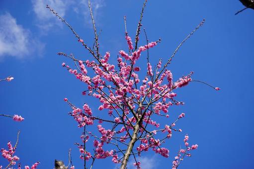 Early spring plum blossoms, JPG Early spring plum blossoms, JPG