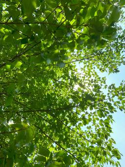 Photo, plant, vegetation, green, 