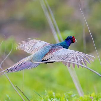 国鳥 キジ 雉 国鳥 キジ 雉 キジ,オス,雉の写真素材