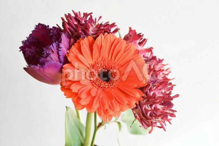 三種の花 赤紫,チューリップ,オレンジ色の写真素材