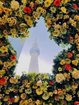 花のアーチとスカイツリー 花のアーチとスカイツリー スカイツリー,花のアーチ,東京の写真素材
