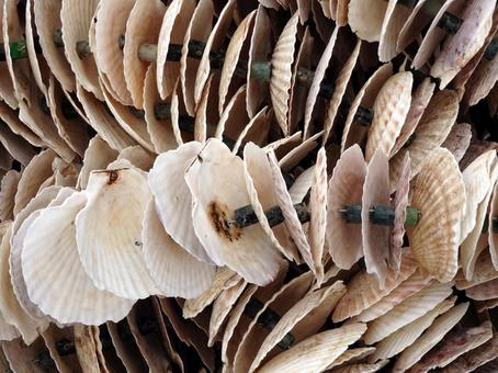 Photo, oyster culturing, scallop, shell, 