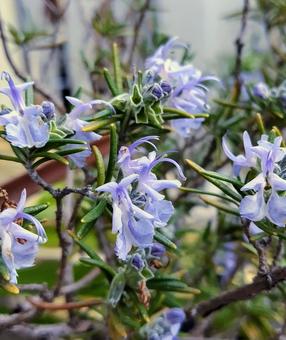 ローズマリー 花 可憐,薄紫,きれいの写真素材