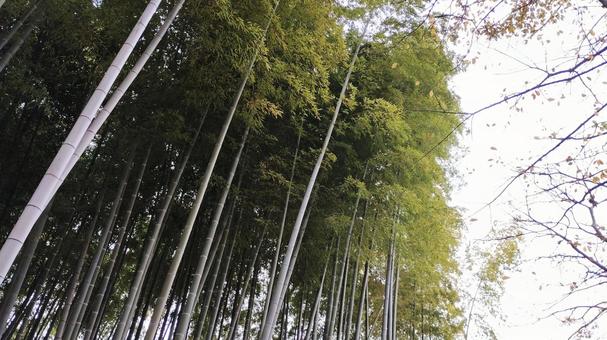 秋の竹林 自然,秋,竹の写真素材