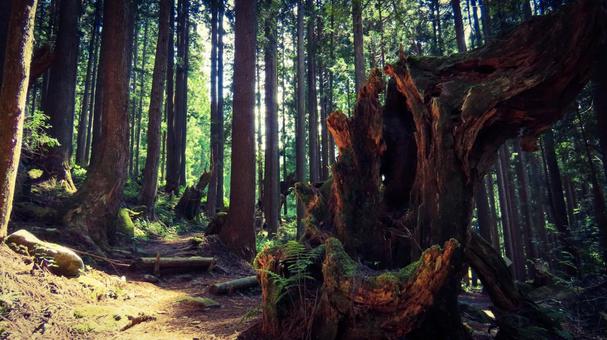 暗い森 森,不気味,恐怖の写真素材