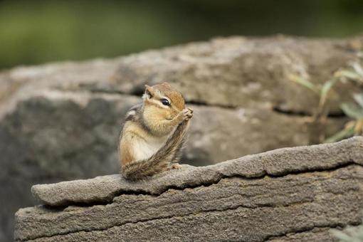 Chipmunk getting ready, JPG Chipmunk getting ready, JPG