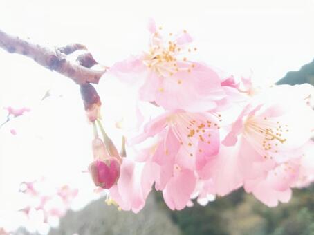 桜3月 桜3月の写真