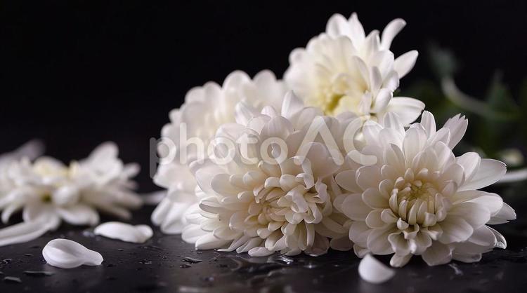 白い菊 ウェディング,ブライダル,花びらの写真素材