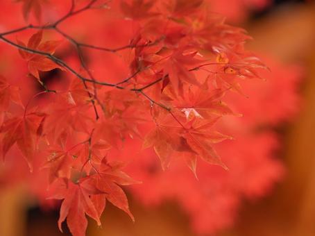 真っ赤な背景のモミジ 真っ赤な背景のモミジ 紅葉,玉ボケ,赤背景の写真素材