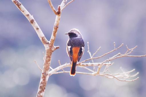 枝に止まるジョウビタキ 枝に止まるジョウビタキ ジョウビタキ,鳥,冬の写真素材