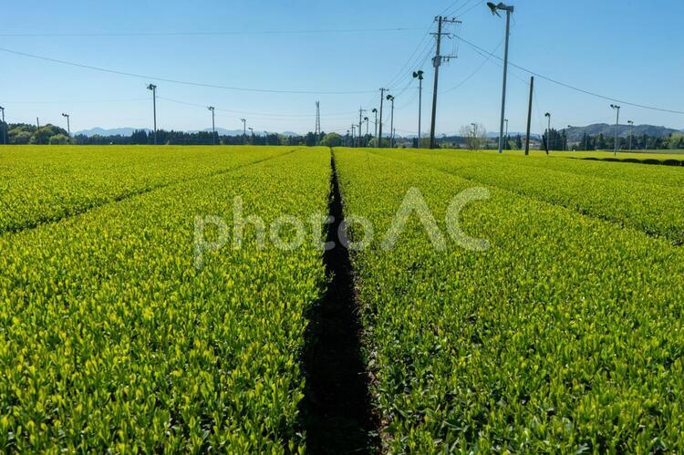 茶畑の風景 茶畑,春,新茶の写真素材